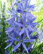 Camassia leichtlinii Caerulea.jpg